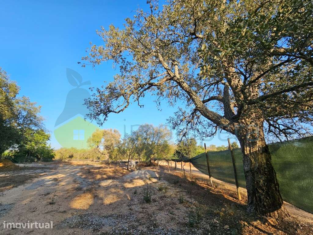 Terreno fértil em zona rural, para agricultura, projeto florestal, ... - Grande imagem: 4/18