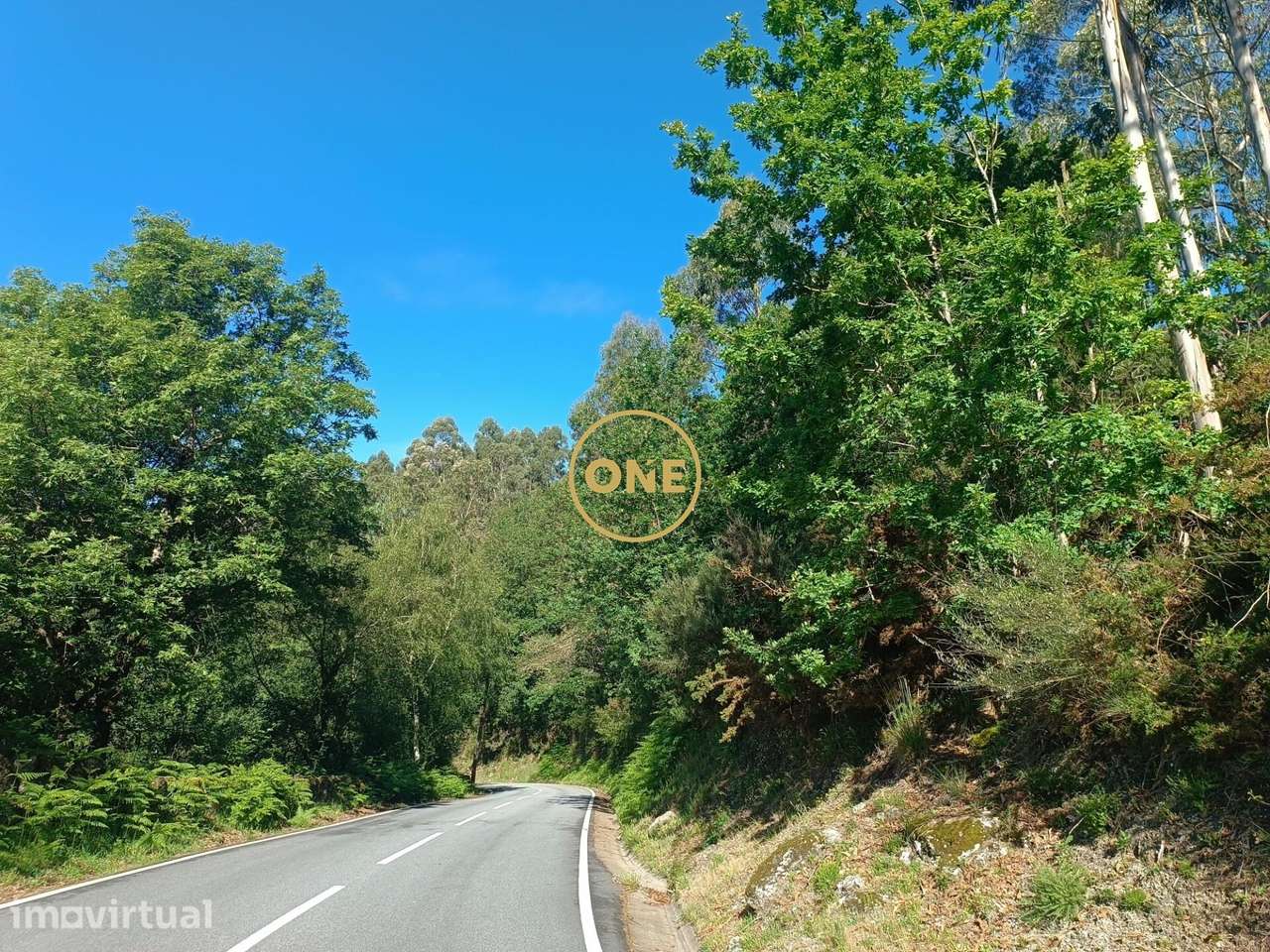 Floresta às Portas Do Gerês - Grande imagem: 4/16