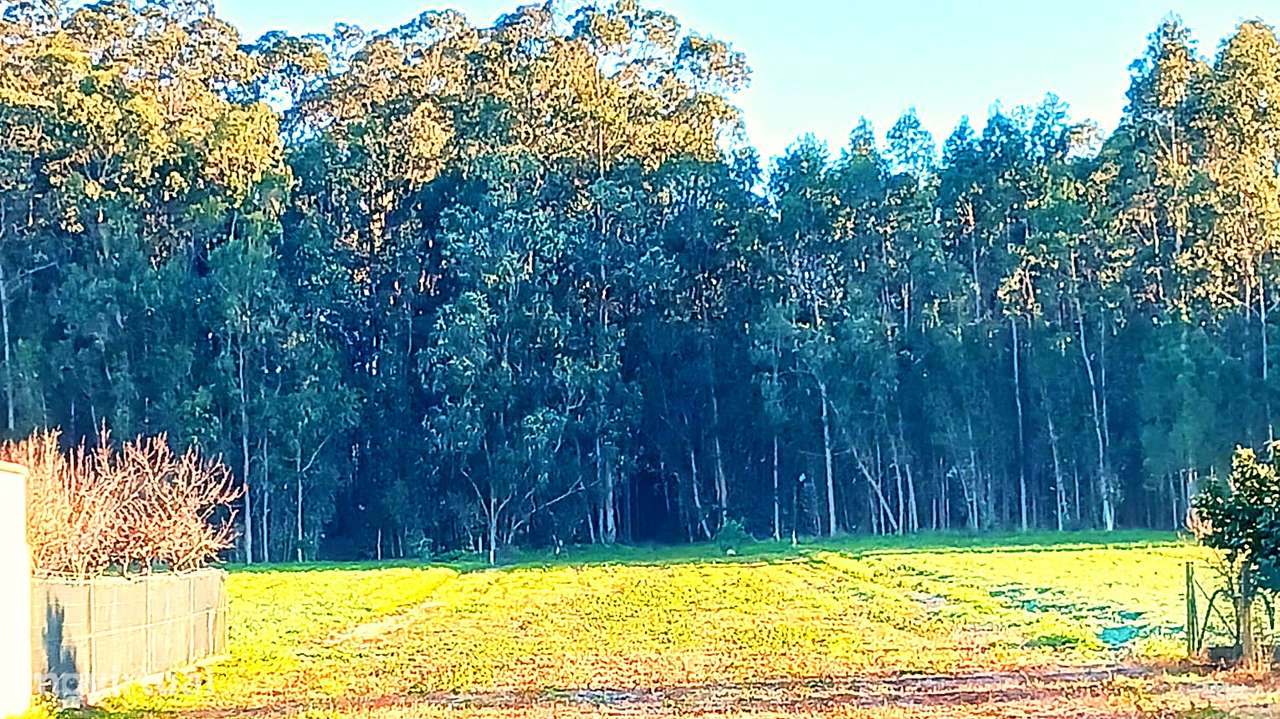 Terreno 4.674m² Guilhovai – Moradia • Nature Retreat • Animal Wellness - Grande imagem: 4/7