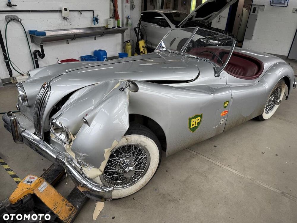 Jaguar Inny - 3