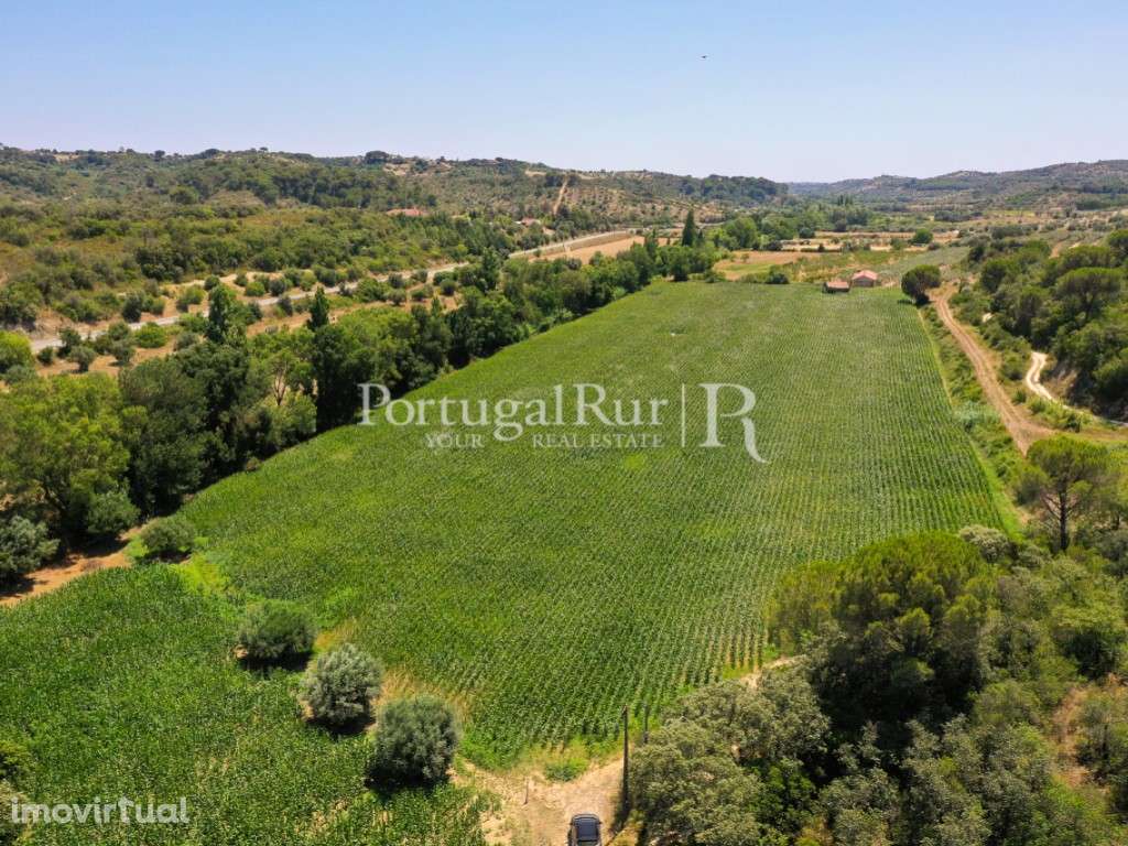 Terreno com 16 hectares em Chancelaria, Torres Novas - Grande imagem: 2/19