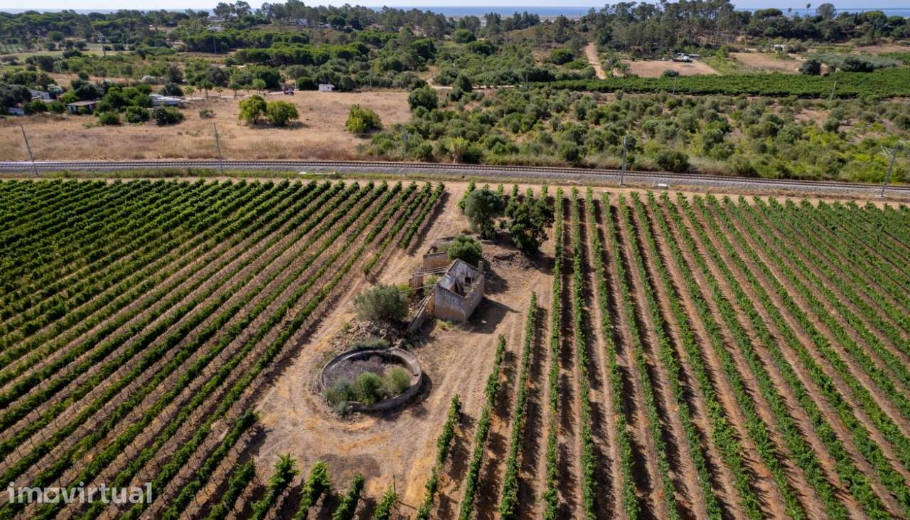 Espetacular Quinta vinícola, à venda em Tavira, Algarve - Grande imagem: 4/6