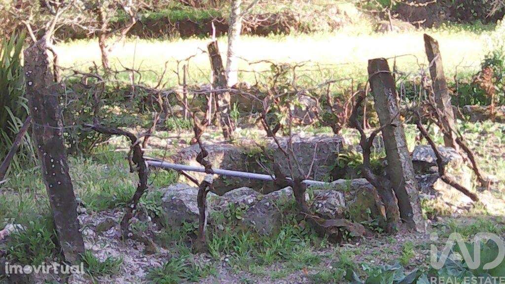 Terreno Agrícola em Moimenta da Serra e Vinhó de 2126,00 m2 - Grande imagem: 4/24