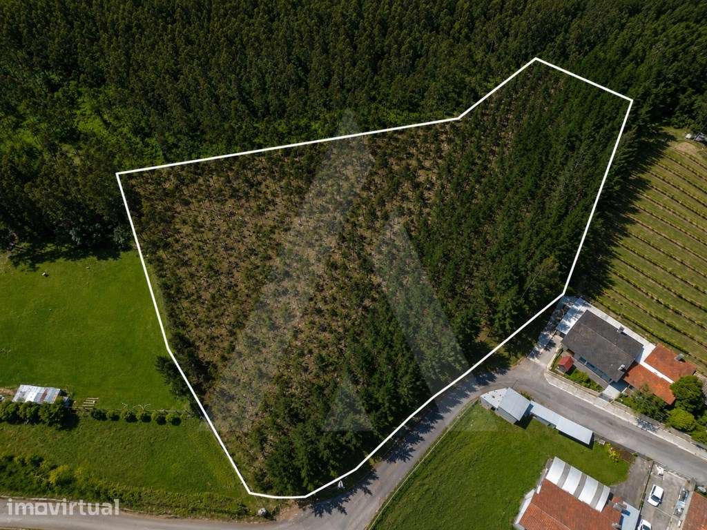 Terreno com 7.350 m² em Serém de Cima, Macinhata do Vouga, concelho... - Grande imagem: 2/12