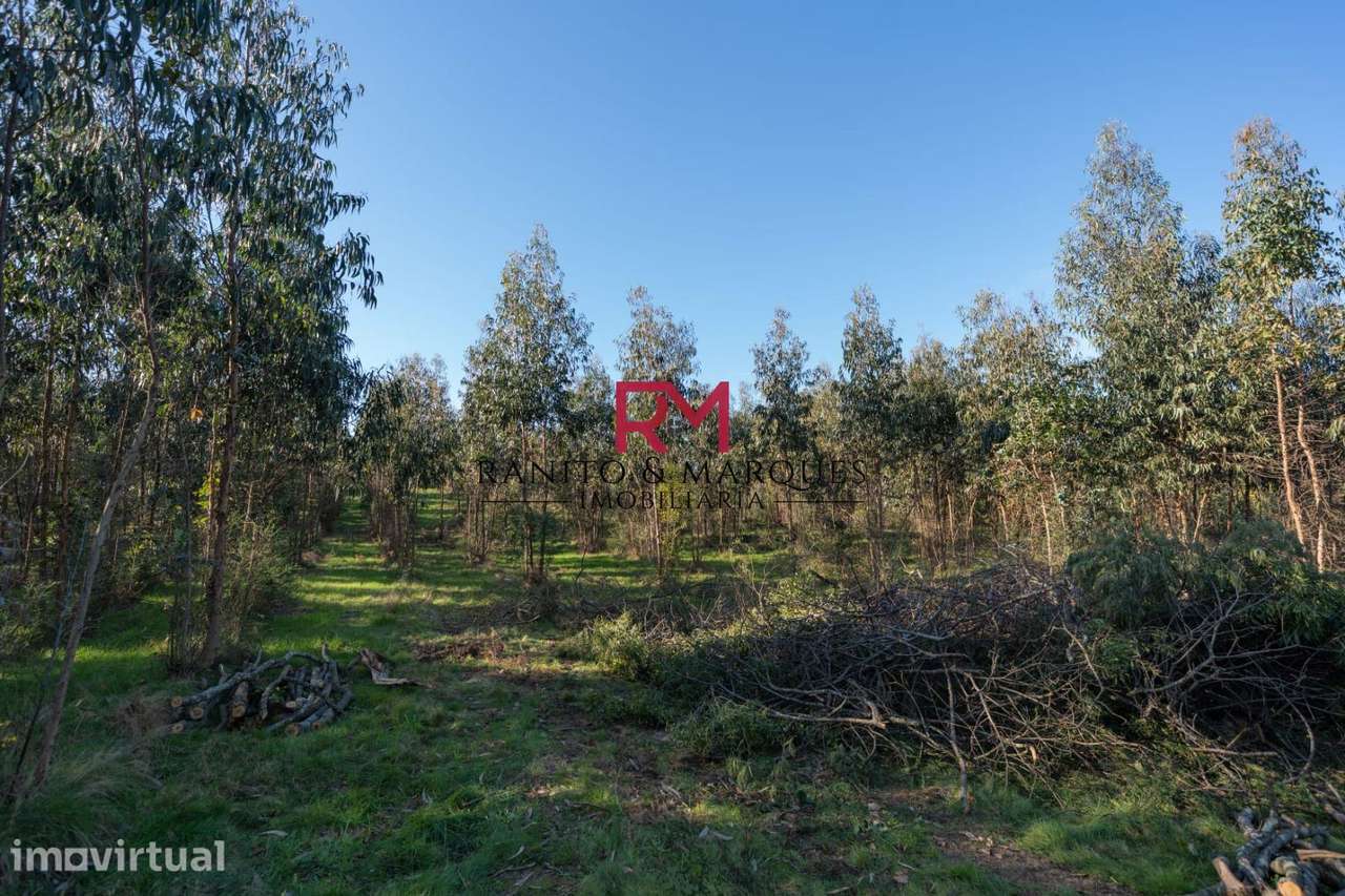 TERRENO PARA CONSTRUÇÃO MORADIAS - PAREDES, BITARÃES - Grande imagem: 5/5