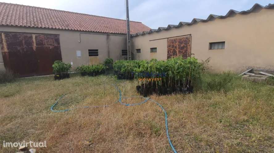 Terreno com Ruína - Silves - Projeto de Empreendimento Rural - Grande imagem: 3/6