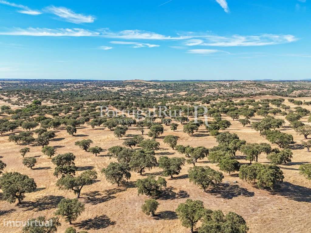 Herdade 80 hectares confinante com a Barragem - Grande imagem: 4/9