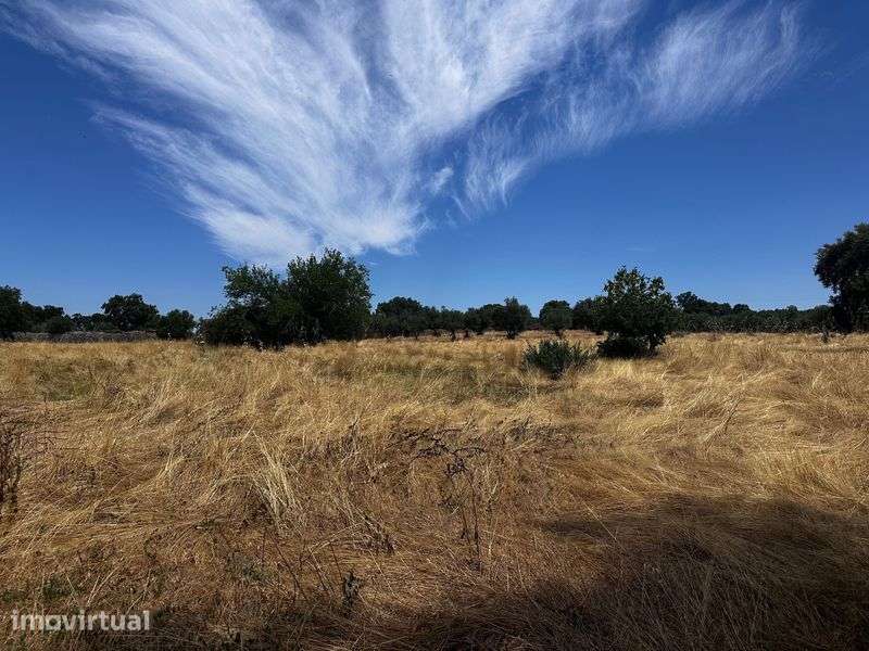 Terrenos Rústicos Zebreira com oliveiras e sobreiros - Grande imagem: 3/10