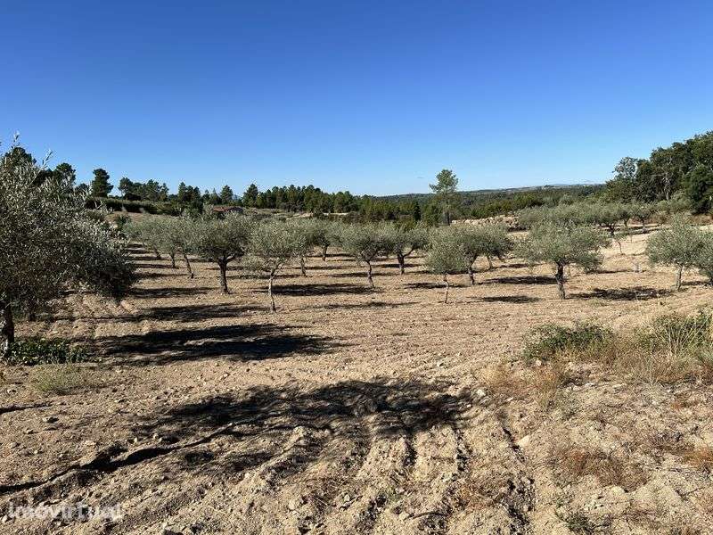 Quintinha/Olival - Mirandela - Torre Dona Chama - Grande imagem: 4/12