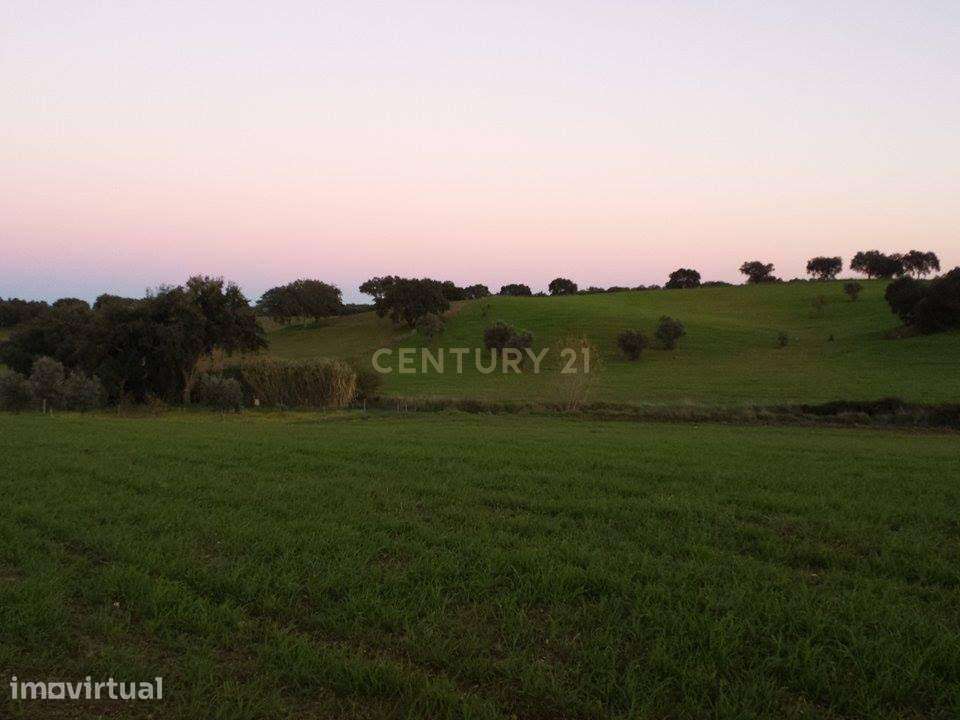 Terreno Rústico com Olival em Produção, Poço e Potencial Agrícola | Ar - Grande imagem: 4/15