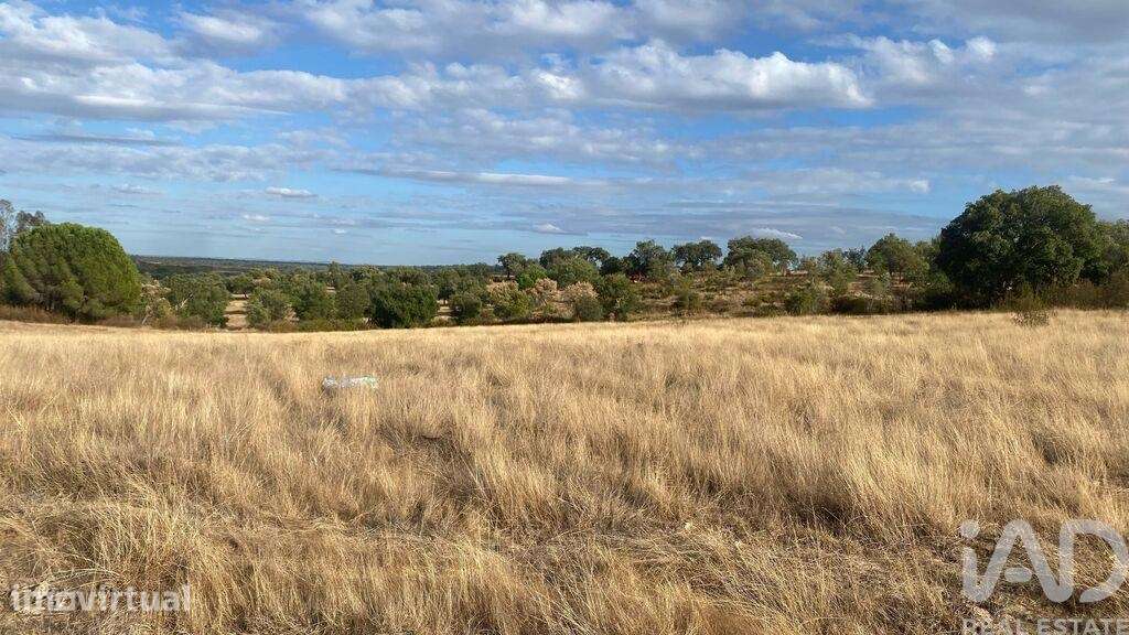 Terreno Agrícola em Galveias - Grande imagem: 3/7
