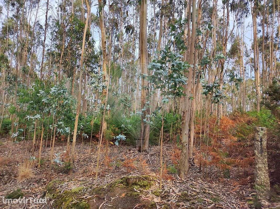 Terreno  para venda - Grande imagem: 4/13