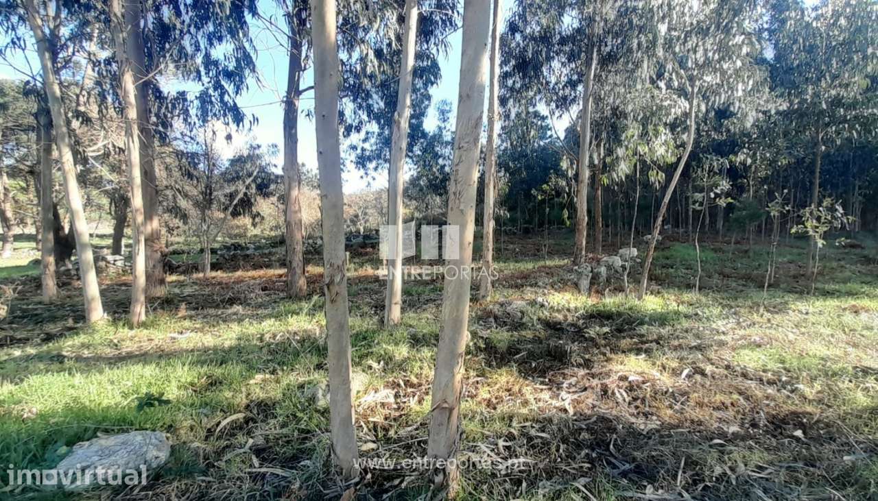 Terreno para venda, Âncora, Caminha - Grande imagem: 4/12