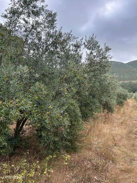 Olival de 29 oliveiras, serra dos candeeiros, ic2