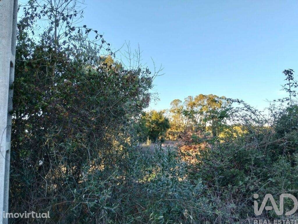 Terreno em Almoster - Grande imagem: 5/30