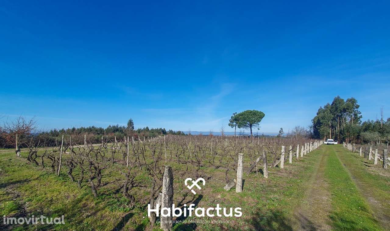Quinta à venda com Produção de Uva e Azeite na Freguesia de Travancinh - Grande imagem: 5/9