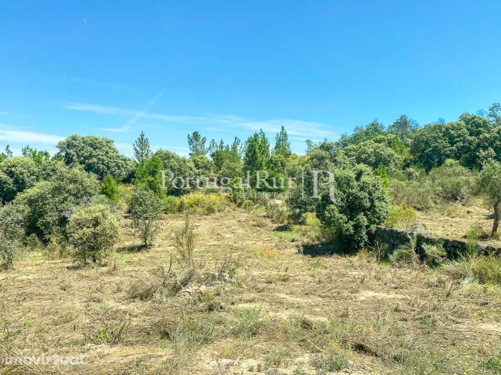Herdade com 108 hectares em Idanha-a-Nova - Grande imagem: 3/14