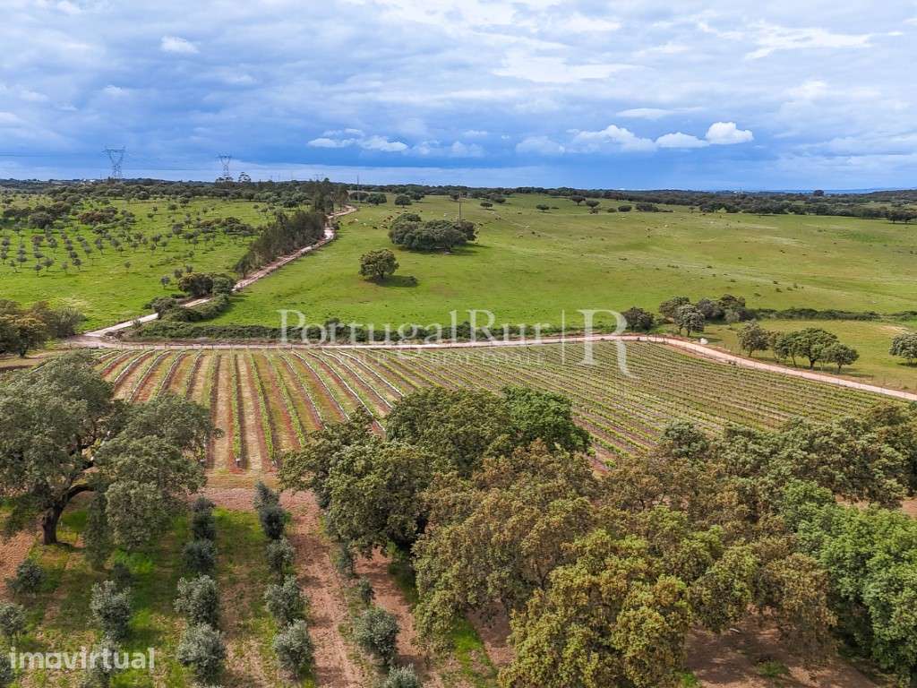 Propriedade de Luxo com Vinha e Potencial de Turismo em Estremoz, n... - Grande imagem: 3/60