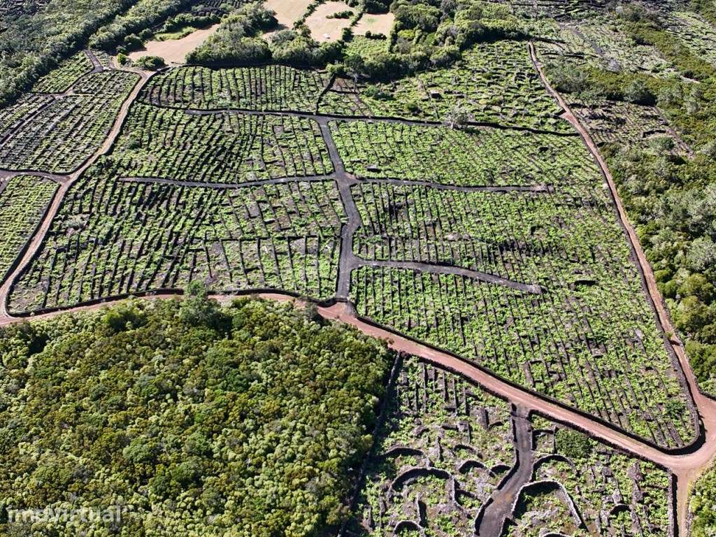 Terreno com Vinha de Verdelho do Pico Bandeiras, Madalena - Grande imagem: 2/15