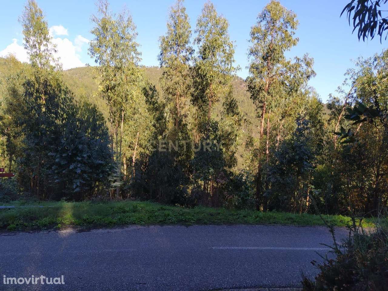 Terreno de 1 HECTARE - Eucaliptal para Venda em Ferreira Zêzere - Grande imagem: 2/6