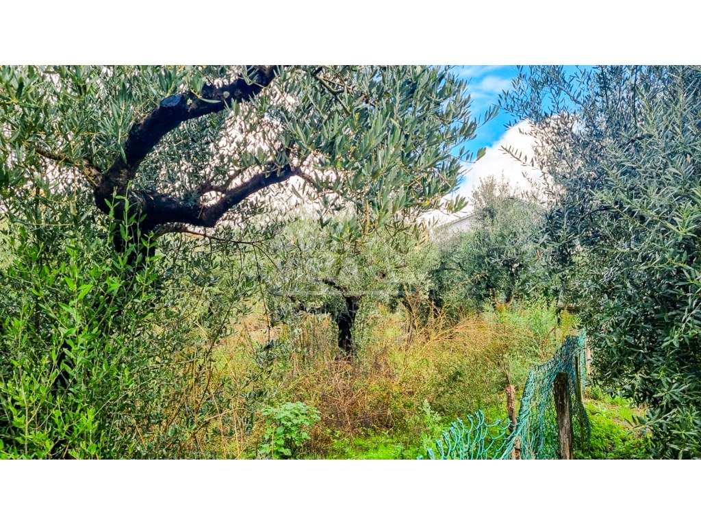 Terreno com Viabilidade de Construção - 456 m² | Próximo de Leiria - Grande imagem: 4/24