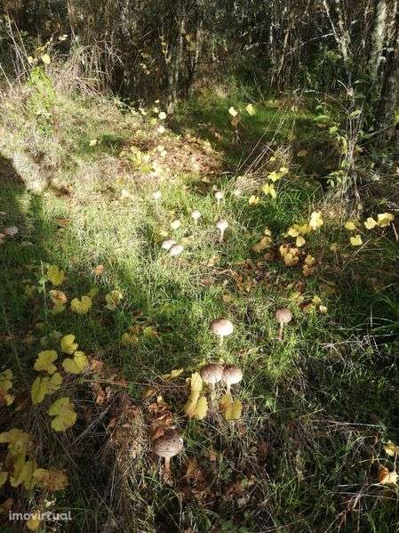 Imperdível: Terreno c/1,7ha contato com a natureza. ate final Agosto - Grande imagem: 2/11