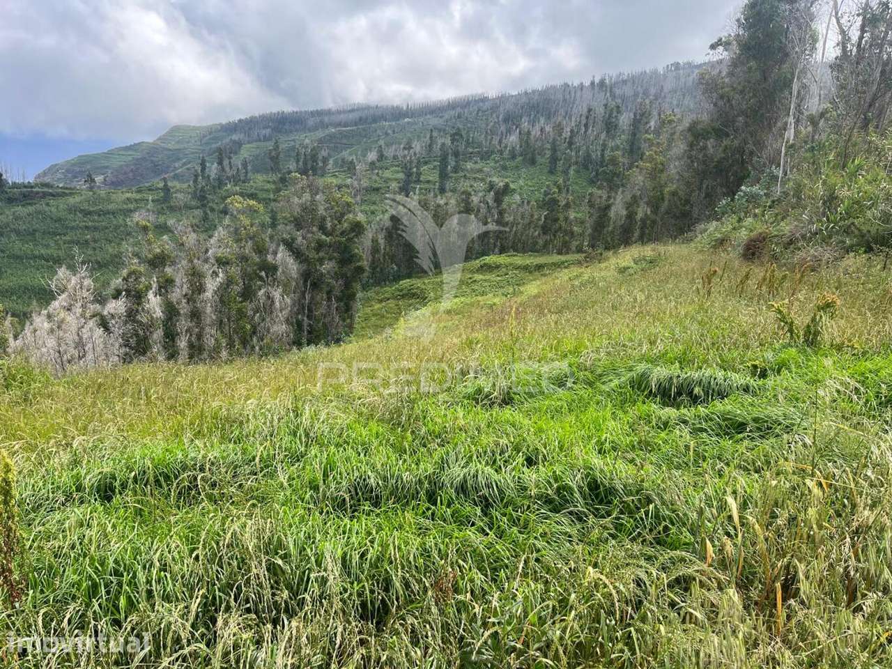 TERRENO COM 6.620 M2 NA PONTA DO PARGO - Grande imagem: 3/7