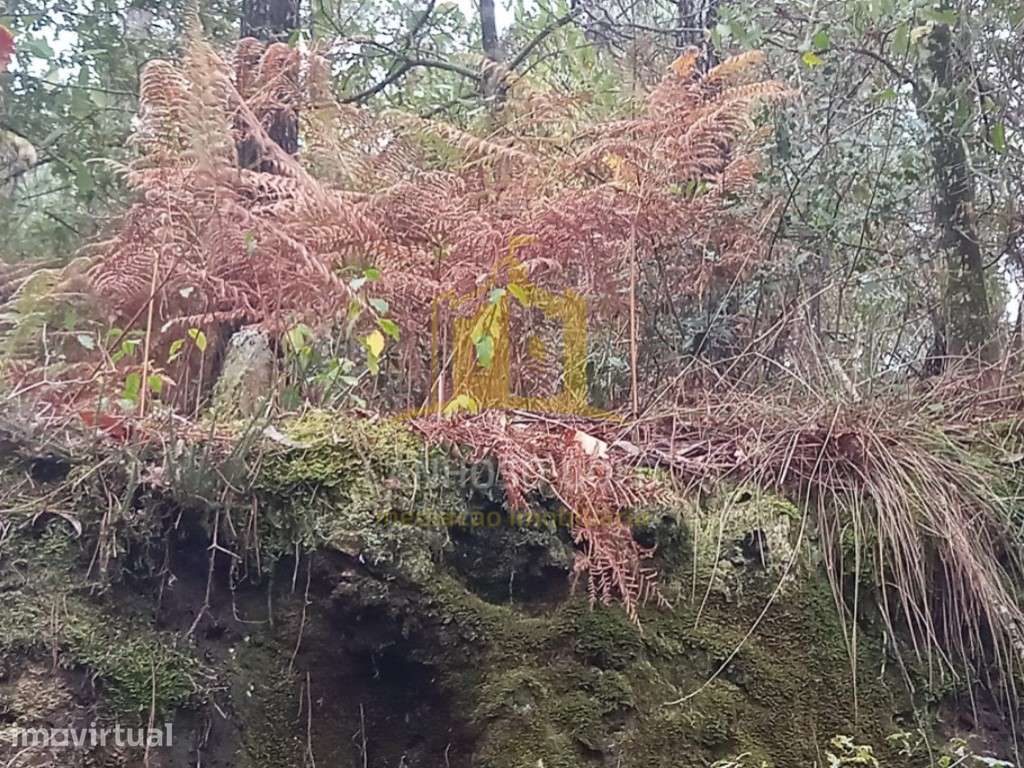 Terreno Florestal em Cunha, Paredes de Coura - 3.150 m² - Grande imagem: 3/9