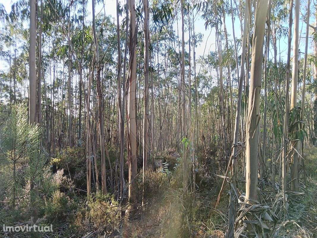 Terreno  para venda - Grande imagem: 3/3