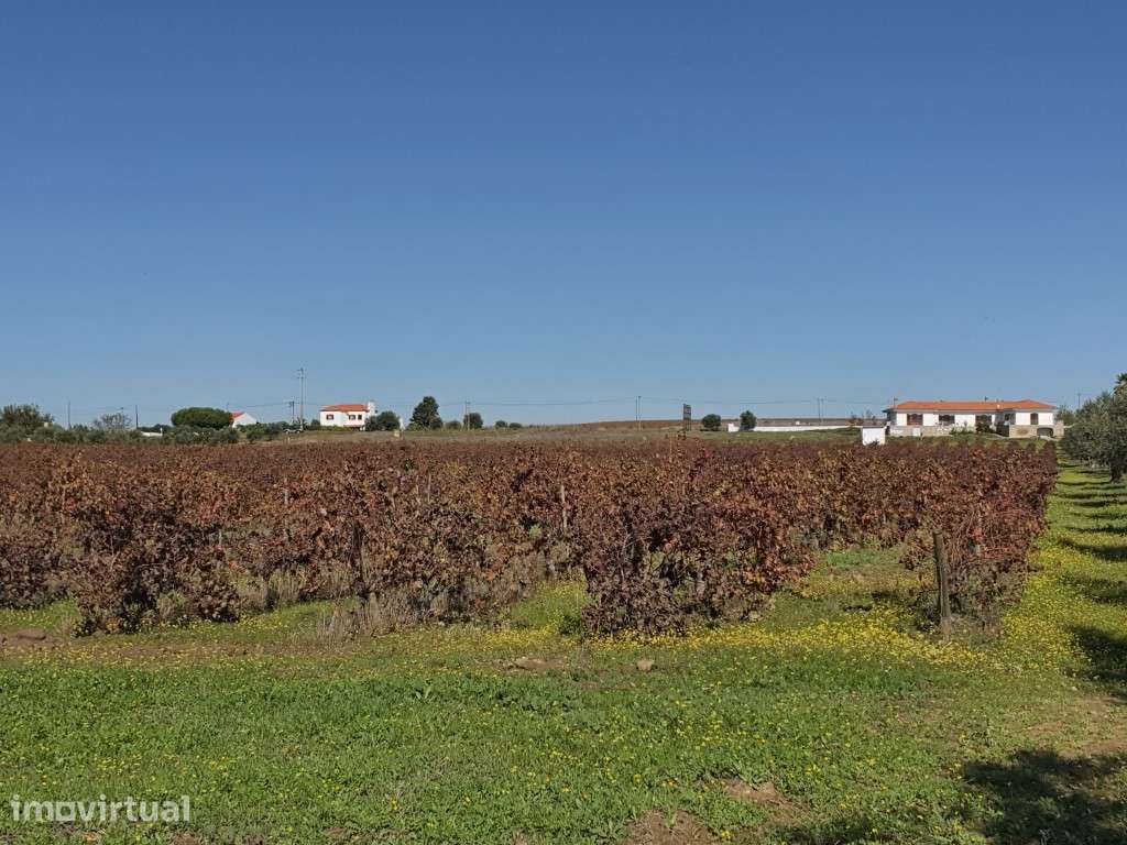 Terreno com 3,6 ha de vinha em Reguengos de Monsaraz - Grande imagem: 3/9