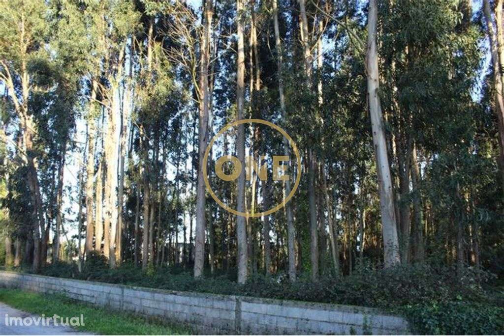 Terreno Pinhal - Grande imagem: 3/5