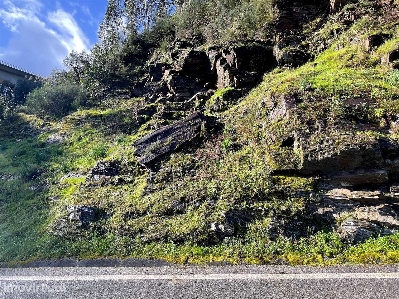 Terreno Florestal - Grande imagem: 4/8