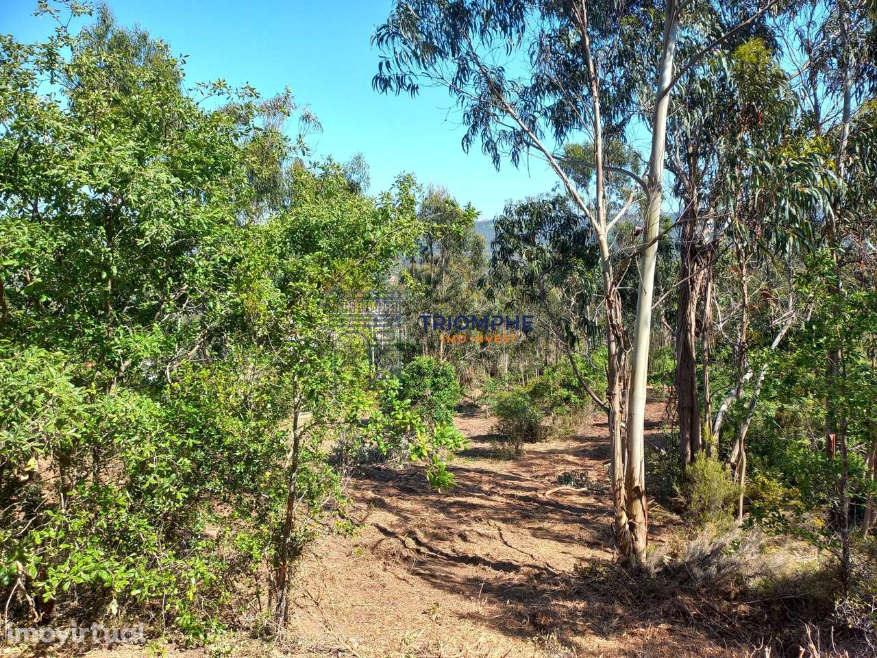 Terreno 11.000m2 - Com Viabilidade de Construção - Nazaré - Grande imagem: 5/16