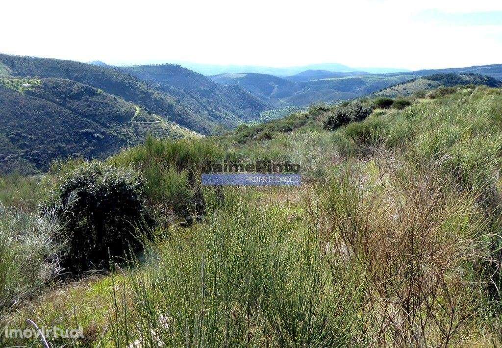 50.000m2 terra agrícola p/ Olival, Amendoal ou outras produções. Po... - Grande imagem: 5/9