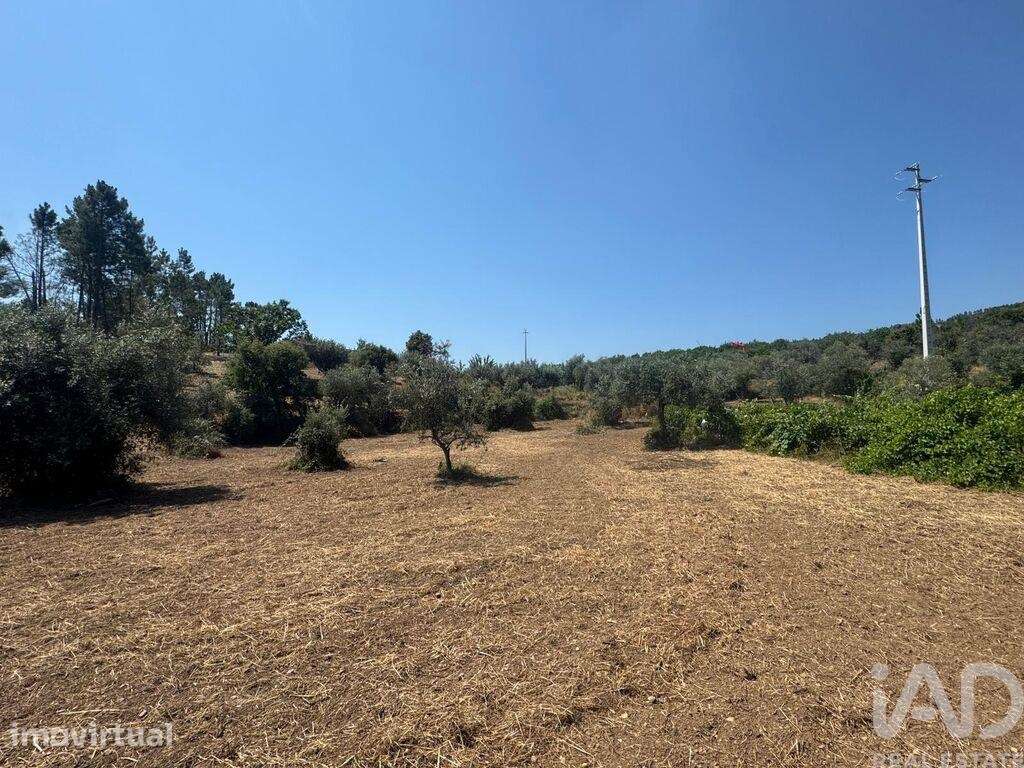 Terreno Agrícola em Sobreira Formosa e Alvito da Beira - Grande imagem: 2/34