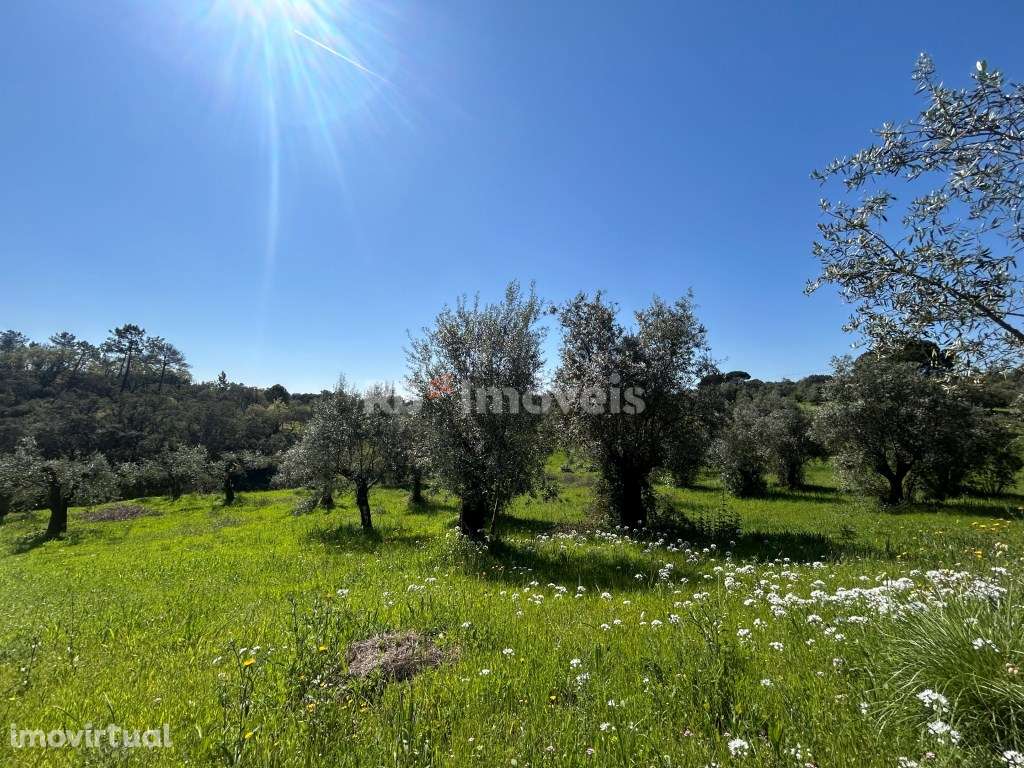 Terreno Rústico com 4520m²- Vales de Baixo, Torres Novas - Grande imagem: 2/27