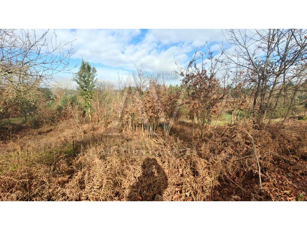 Terreno para construção - SANTA COMBA DÃO | LEILÃO ELETRÓNICO | FIM... - Grande imagem: 4/8