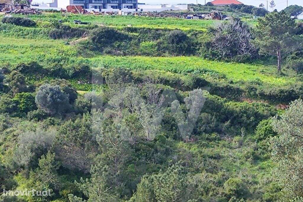 Terreno Carvoeira - Grande imagem: 3/18