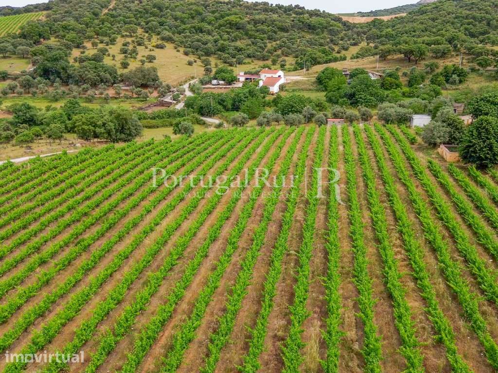 Quinta Alentejana com 2 casas e vinha em Borba - Grande imagem: 3/56
