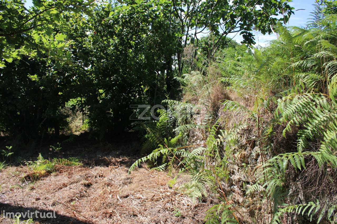 Terreno rural, agrícola, vinha, pinheiros mansos e olival - Grande imagem: 5/28