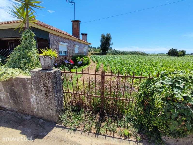 Terreno Loureiro 2100m2 - Grande imagem: 3/4