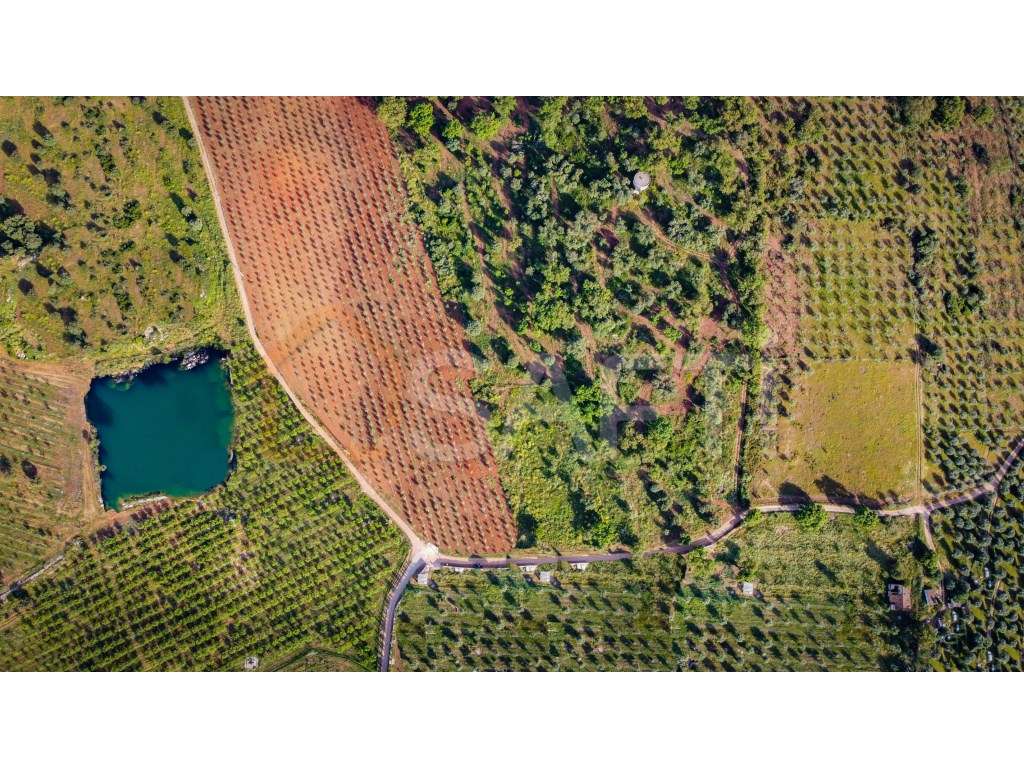 Herdade de rentabilidade diversificada - Grande imagem: 4/31