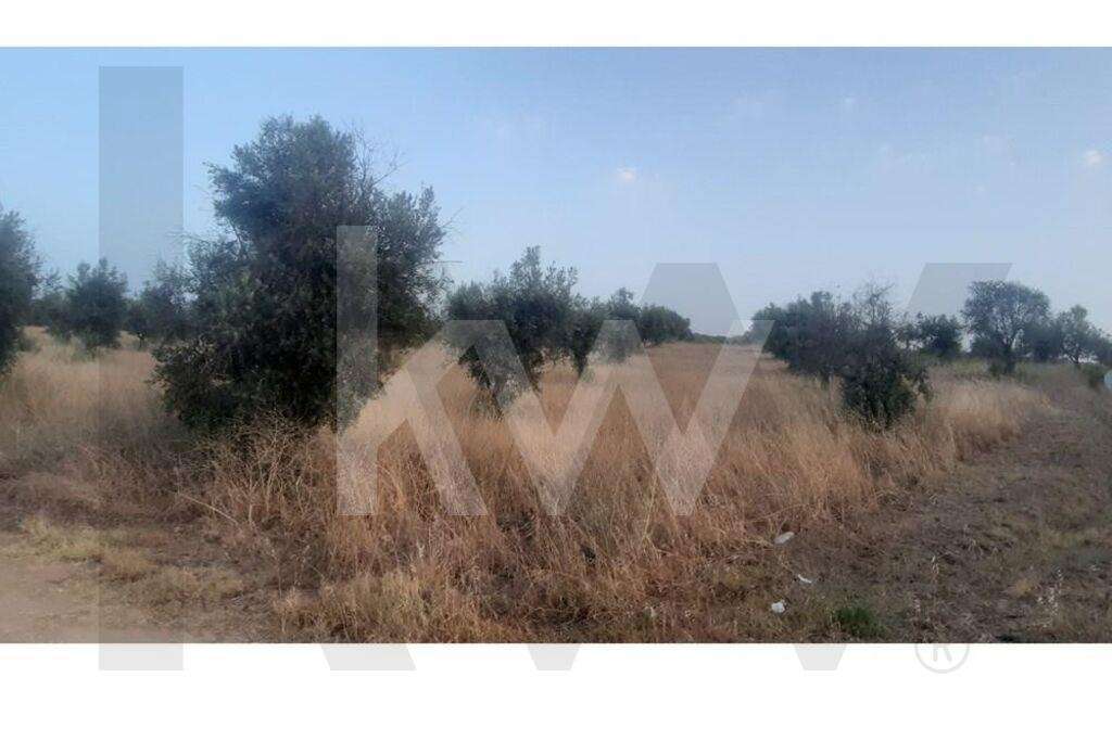 Terreno rústico com plantação de Olival em Avis Portalegre - Grande imagem: 3/10