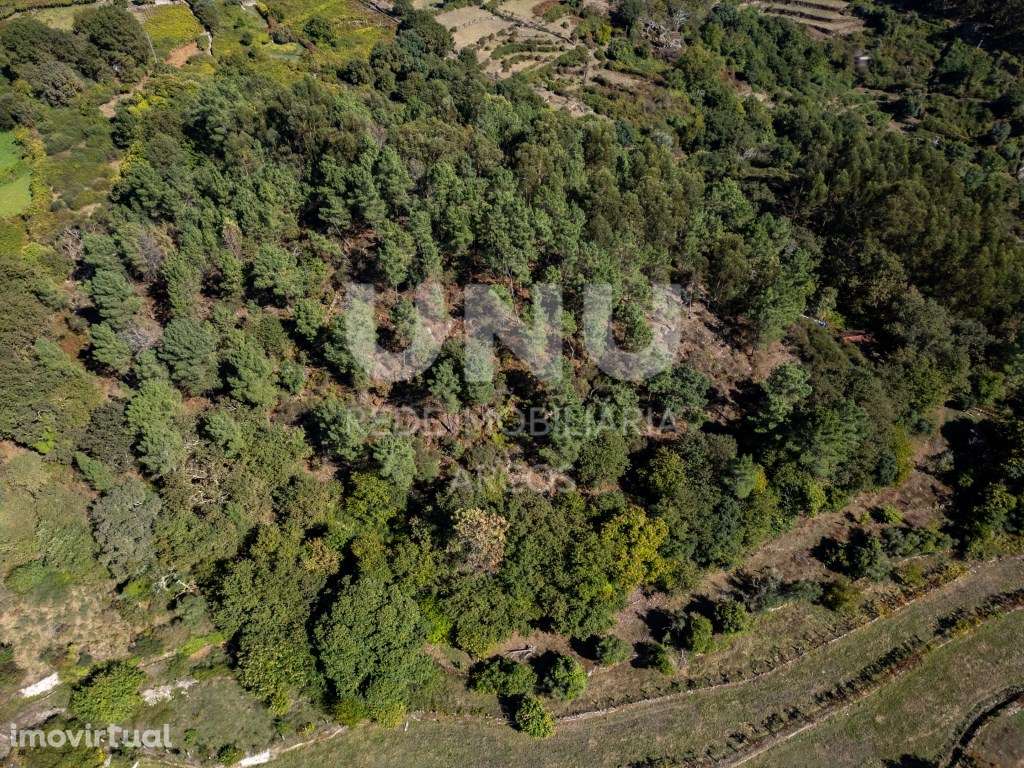 Bouça com carvalhos, pinheiros e castanheiros. - Grande imagem: 3/6