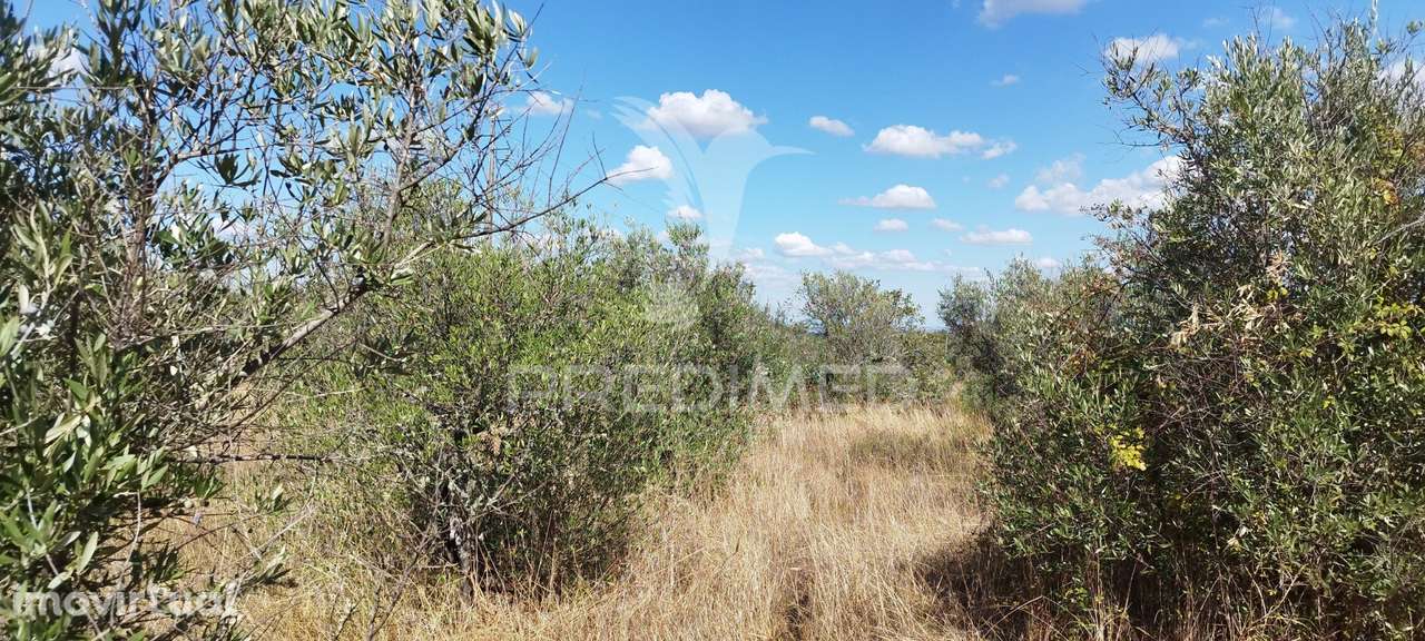 Terreno com olival - Grande imagem: 3/4