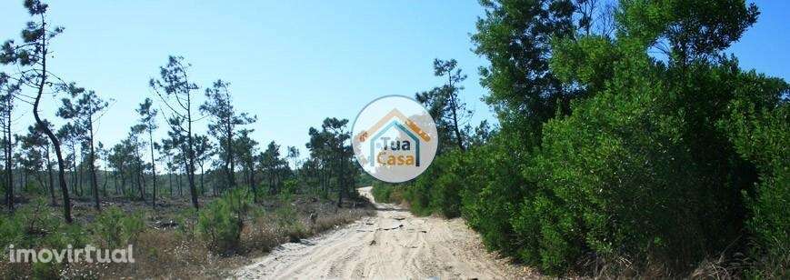 Terreno Rústico – Quinta da Gaivina | MurtosaTerreno Rústico – Quinta - Grande imagem: 4/5