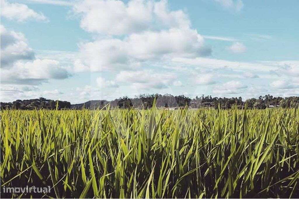 Terreno em  Zona Residencial  R1| 3324 m2 | São Facundo | 8 km do Cent - Grande imagem: 5/9
