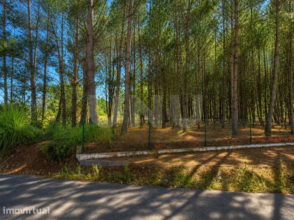 Terreno Rústico com 3.500 m2 - Rua do Cabeço | Bustos, Oliveira do ... - Grande imagem: 4/8