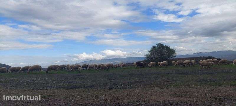 Vendo terreno Foz Côa - Grande imagem: 2/5