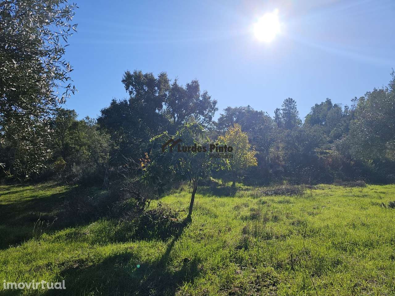 Quinta com olival e arrecadação - Grande imagem: 5/20